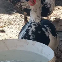 سلام اردک خارجی سرحال وسالم تمیز اورگانیک|حیوانات مزرعه|مینودشت, |دیوار