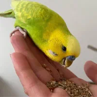 مرغ عشق ((زیبا و بامزه)) بهمراه قفس