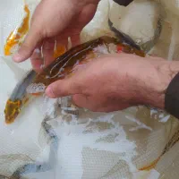 ماهی کوی استخری باغی|ماهی|مشهد, حجت|دیوار