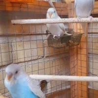 4 عدد مرغ عشق جوان دستی