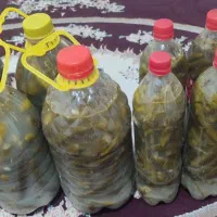 خیار شور تازه وترد