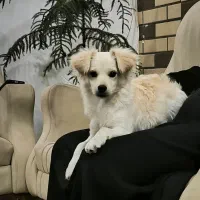 فروش فوری توله|سگ|کرمان, |دیوار