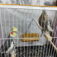 عروس هلندی