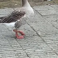 غاز کاکلی نر کاکل درشت|حیوانات مزرعه|قائمشهر, |دیوار