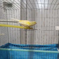 قناری نر درجع یک بخون