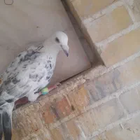قیمت۵۵۰