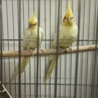 پرنده عروس هلندی،نژاد لوتینو