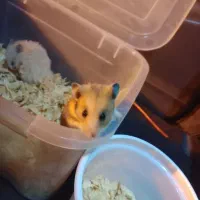 جفت همستر کمپل بالغ همراه با ۴ عدد بچه ۲۰ روزه