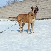 واگذاری سگ سرابی|سگ|سراب, |دیوار