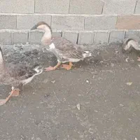 ۳عدد قوغاز اکراینی|حیوانات مزرعه|آستانه اشرفیه, |دیوار