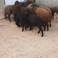 بره نر|حیوانات مزرعه|قیدار, |دیوار