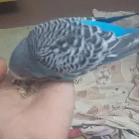 مرغ عشق انگلیسی نر