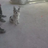 سگ پاکوتاه خشکل وحرف گوش کن|سگ|کاشمر, |دیوار