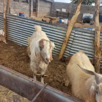 باسلام دوعدد نری چاق|حیوانات مزرعه|کرمان, |دیوار