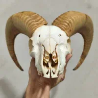 دیوار کوب دکوری شاخ قوچ