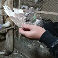 گرگانی و تهرانی سر و کله دار|پرنده|اردبیل, |دیوار