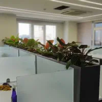 باغبان / نگهداری از گیاهان آپارتمانی و فضای سبز|خدمات باغبانی و درختکاری|تهران, یوسفآباد|دیوار