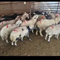 فروش گوسفند زنده نر باذبح و حمل رایگان