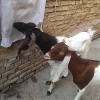 بز افغانی|حیوانات مزرعه|خرمشهر, |دیوار