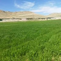 گندم بذری دیم رقم اذر ۲وسرداری|خدمات باغبانی و درختکاری|کرمانشاه, |دیوار