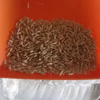 جو .|خدمات باغبانی و درختکاری|جوکار, |دیوار