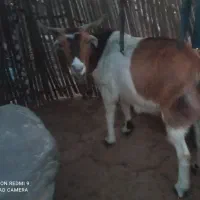 دو راس بز سالم و سرحال