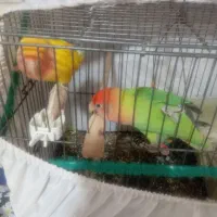 طوطی برزیلی