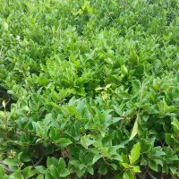 فروش یاس|گل و گیاه طبیعی|چابکسر, |دیوار