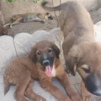 واگذاری رایگان سگ نگهبان برای باغ فقط در جنت شهر