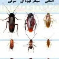 سوسک کشی حرفه