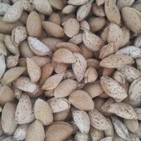 بادام تلخ