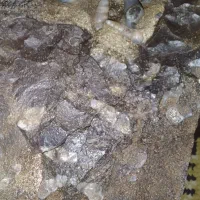 سنگ فسیل وزن ۴کیلو۲۰۰گرم