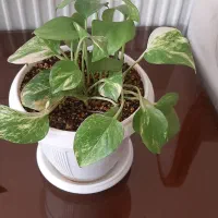 حراج گل پتوس و سانسوریا|گل و گیاه طبیعی|مبارکه, |دیوار