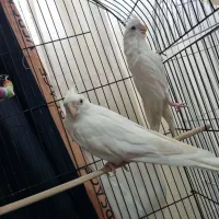 عروس هلندی کوتوله برزیلی جوجه عروس هلندی