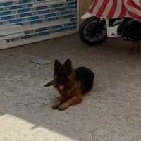 سگ ژرمن گم شده|سگ|کرمان, |دیوار