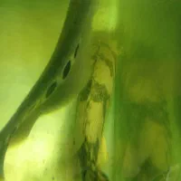 مانستر فیش|ماهی|کاشان, کارگر|دیوار