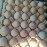 تخم مرغ با بهترین قیمت