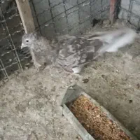 هف رنگ دم سفید زمینه کرب