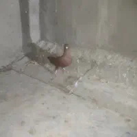 کبوتر رنگی|پرنده|بندر ماهشهر, |دیوار