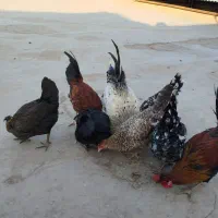 مرغ|حیوانات مزرعه|سوسنگرد, |دیوار