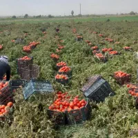 نیازمند کارگر گوجه چین