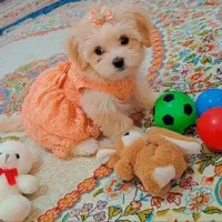 سگ فرشتگان زمین