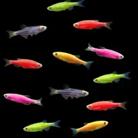 زبرا مولد ۷ باله بلند