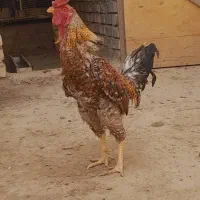 خروس لاری|حیوانات مزرعه|قنوات, |دیوار