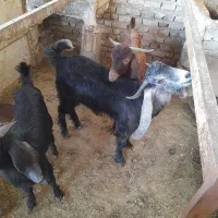 ۳ تا کهره نر