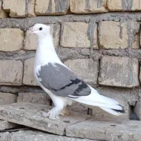 پشت سبز کاکلی سرخ سینماش گرفتنی|پرنده|قم, آزادگان|دیوار