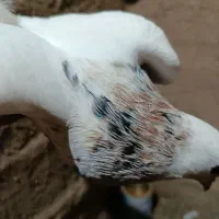 کبوتر طوقی هفت رنگ