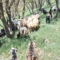 گوسفند فروشی