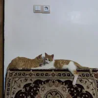 واگذاری دو بچه گربه نارنجی چهار ماهه نر و ماده|گربه|تهران, بلوار کشاورز|دیوار