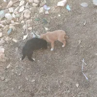 جاروبرقی (جاروبرقی نیست سگه )